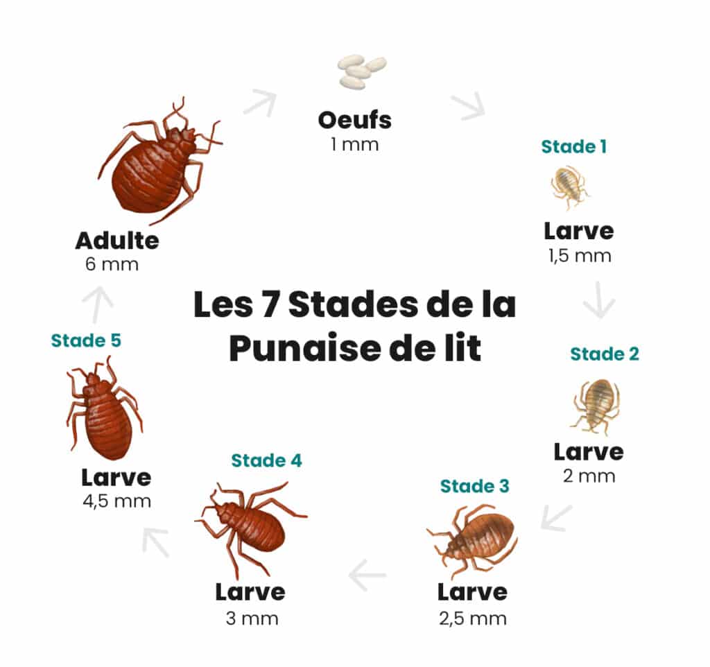 Punaises de lit