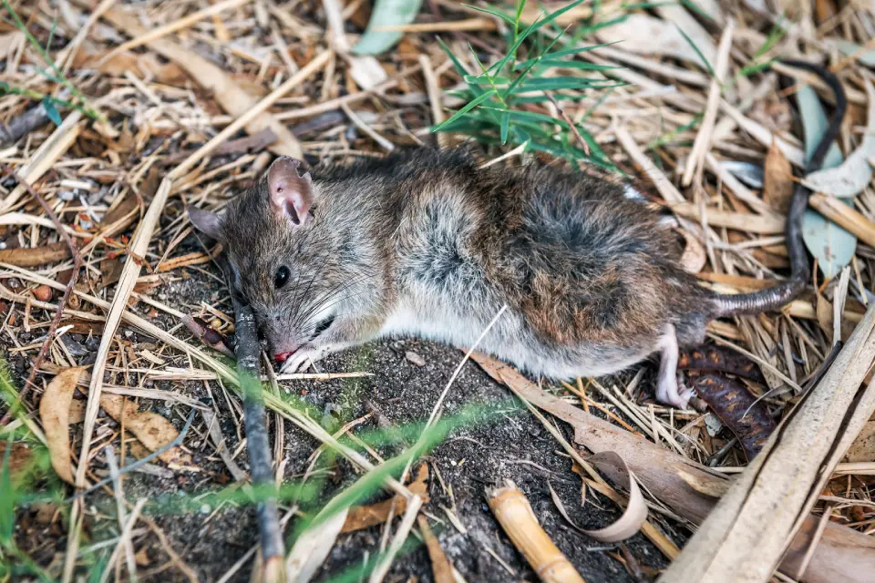 En Combien de Temps Meurt Une Souris Empoisonnée Six Moyens