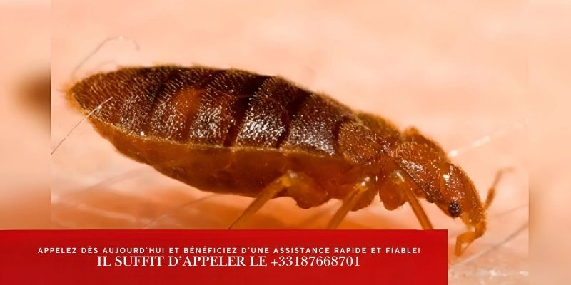 Punaise de lit saison