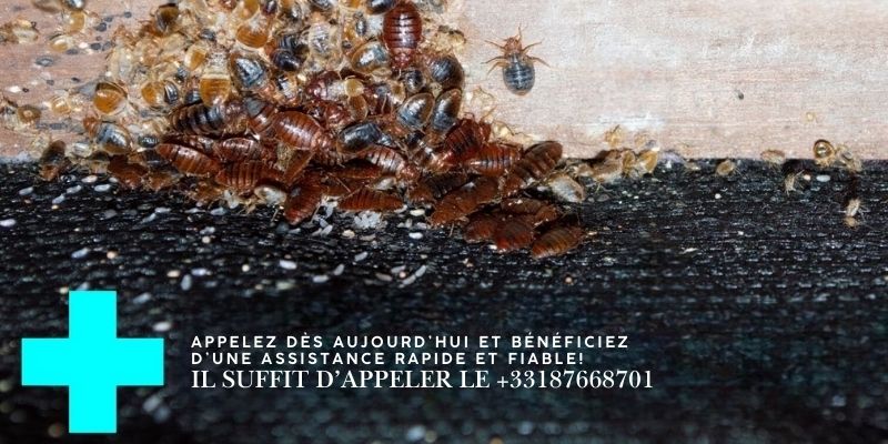Detecter les Punaises de Lit