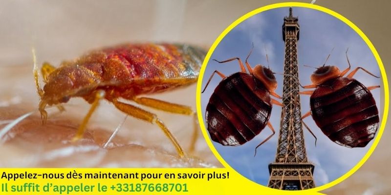 Punaise de lit hiver