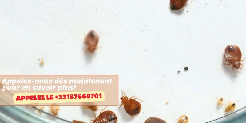 est ce que les punaises de lit se voient