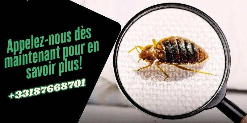 qu est ce qui attire les punaises de lit