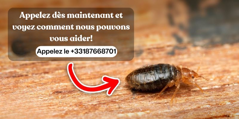 Chez IZI Nuisibles, nous sommes votre expert en extermination de nuisibles à Paris et en Île-de-France. Notre équipe dévouée se spécialise dans l'élimination de divers nuisibles, notamment les punaises de lit, les souris, les cafards, les guêpes, les frelons, les fourmis, les araignées et bien plus encore. Nous utilisons des méthodes efficaces et respectueuses de l'environnement, alliant techniques modernes et produits certifiés pour garantir votre sécurité. De plus, nos certifications attestent de notre expertise et de notre engagement envers des pratiques responsables. Faites confiance à IZI Nuisibles pour un service rapide et professionnel, afin de retrouver la tranquillité d'esprit que vous méritez.